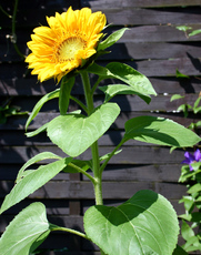 Sonnenblume-erblueht-4.jpg